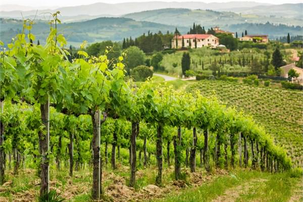 Toskana ya da Fransa'daki zm balarn ziyaret etmek.