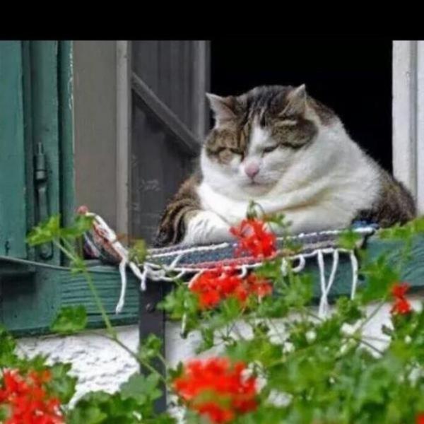 Mahalledeki her �eyden haberdar olan teyze (TEMS�L�)