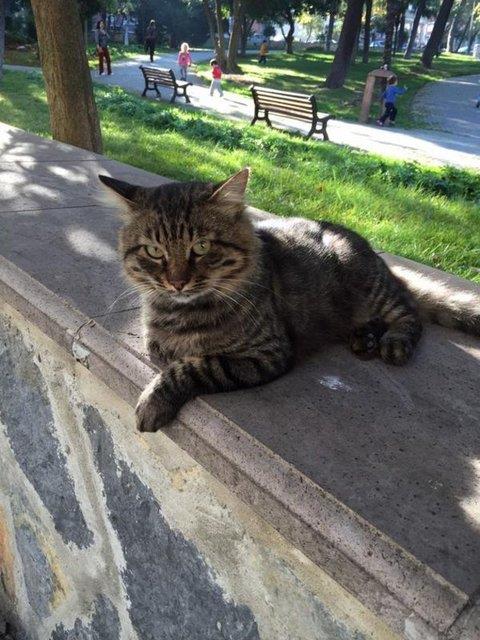 Apartmana girip ��kanlar� takip eden giri� kattaki dedikoducu teyze (TEMS�L�)