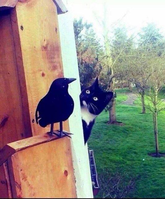 Neredesin a�k�m, buraday�m a�k�m (TEMS�L�)