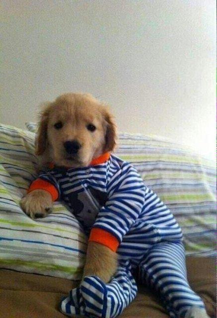 Salonda yatan misafir (TEMS�L�)