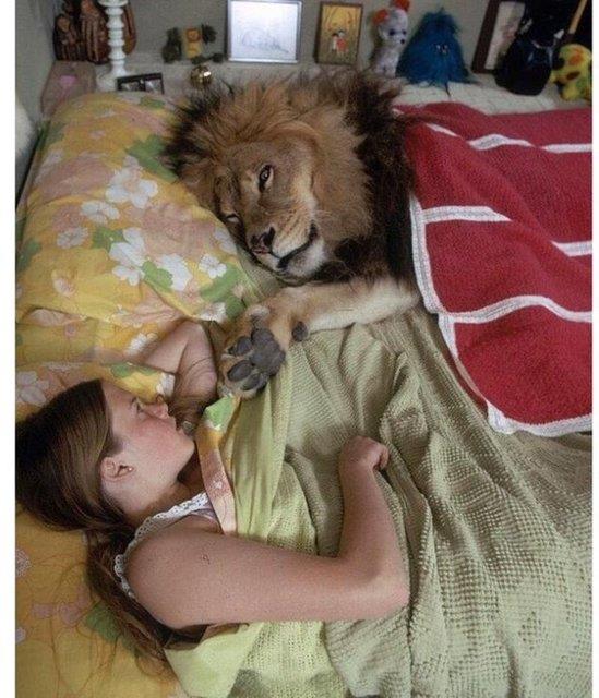 Her g�n�lde bir aslan yatar. (TEMS�L�)