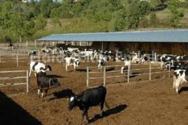 95. Mandra ifilii Yllk geliri: 65 bin 250 Dolar