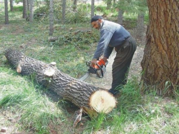 99 - Oduncu Yllk geliri: 33 bin 124 Dolar