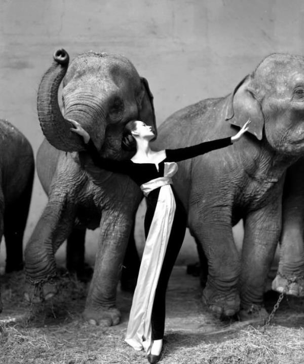 16. Richard Avedon "Dovima with Elephants" (1955) 1,151,976 dolar