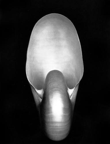17. Edward Weston "Nautilus" (1927) 1,105,000 dolar