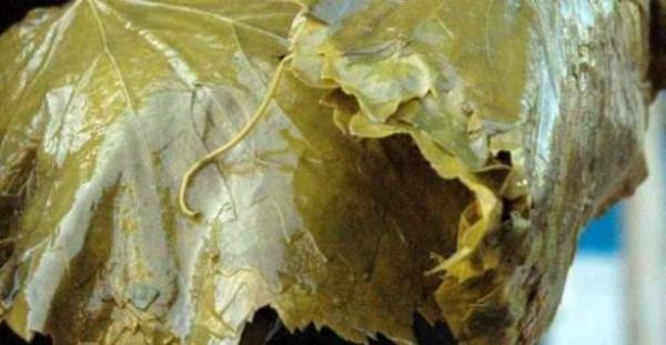 TOKAT - Asma Yapra��