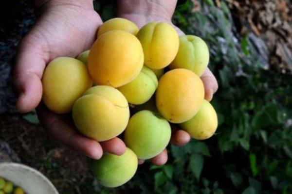 I�DIR - Kay�s�