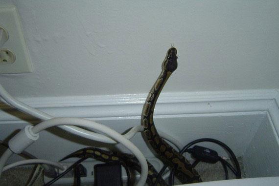 Golf sahanzda bir ylanla karlamanz ok normaldir...