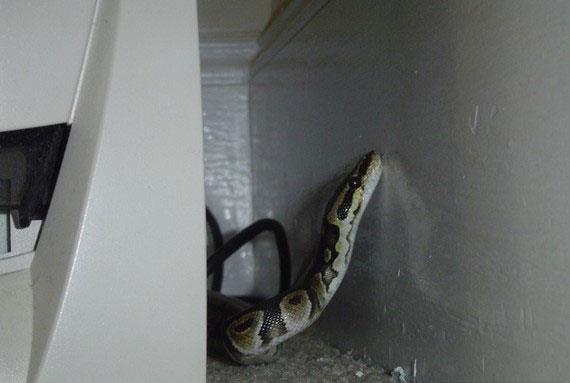 National Geographic'teki katil hayvanlar belgesellerindeki hayvanlarn %95'inin anavatannn Avustralya olmas hepimizin dikkatini ekmitir... te ispat. Avustralya'da doal hayat insanlarn yerletii blgelerle i ie gemi bir durumda. Bu nedenle lkede benzer grntlere sk sk karlaabilirsiniz... zellikle ylanlar her an karnza kabilir...