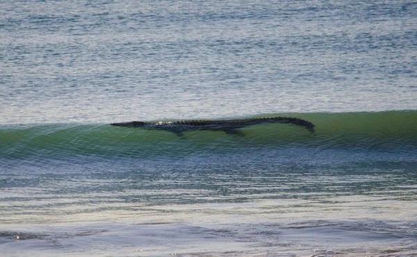 Denizde bir timsah karnza da kabilir..