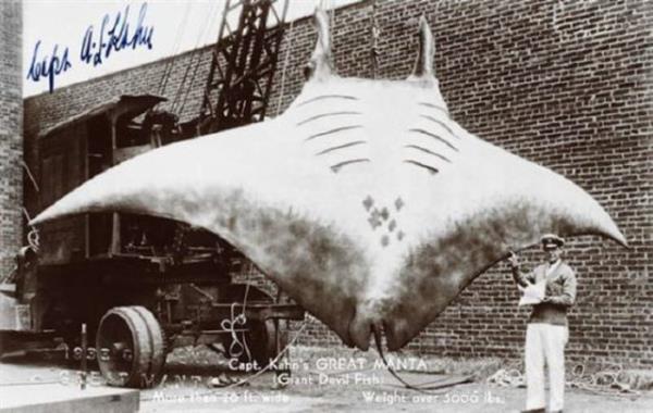 Ancak bu fotoraf da hileliydi.