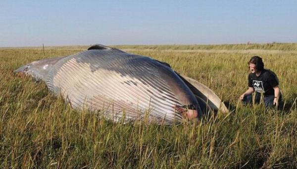 Ancak polisler bunun imknsz olduunu zira blgede, balinay tamak iin kullanlm olabilecek herhangi bir aracn izine rastlamadklarn syledi. Farmington Polis efi Terry Dawson, "Bu olay gerekten ok esrarengiz.