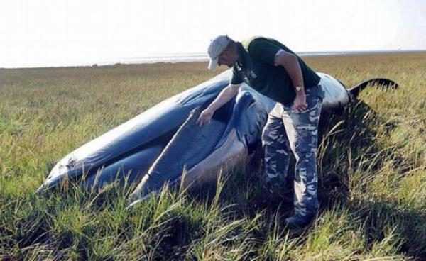 Denizden yzlerce kilometre uzaktaki tarlalarnn birinin ortasnda 12 metre boyunda bir kambur balina cesedi bulan Woodson, byk ok yaad.
