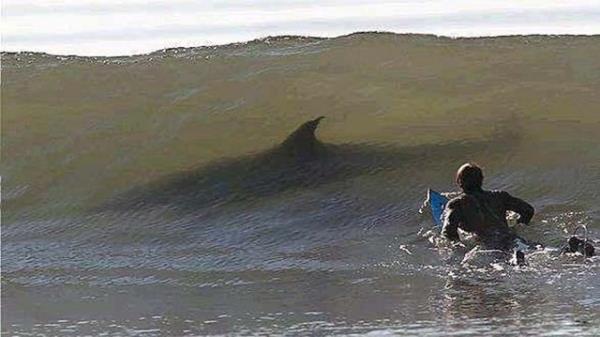 "Bir srfnn son fotoraflar": SAHTE. Fotoraftaki kpekbal deil, sadece bir yunus...