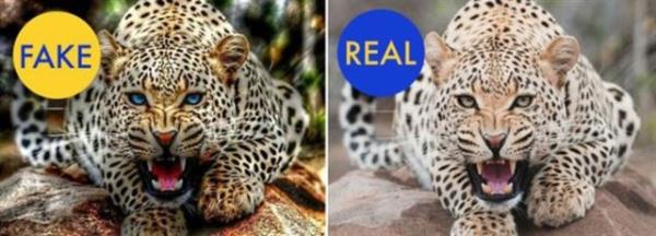 Mavi gzl leopar fotoraf da hileliydi. 2010'da Flickr'a yklenen fotoraf photoshop'tu.