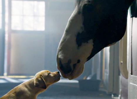 Budweiser Super Bowl XLVIII Commercial -- "Puppy Love" - Budweiser
