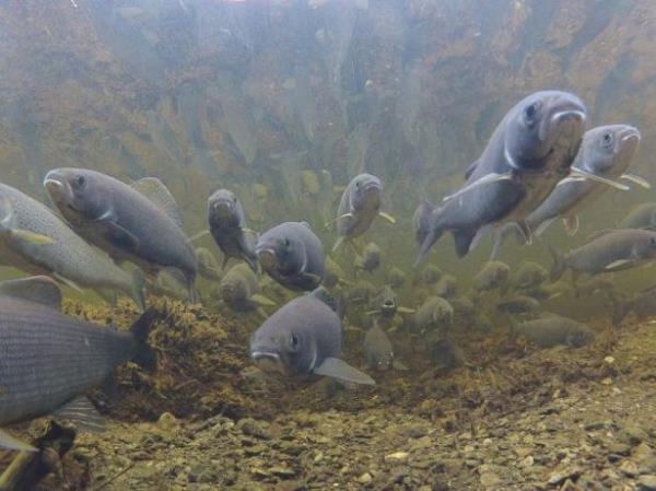 Hayvanlar doalar gerei yln belli zamanlarnda hayata tutunabilmek yaam artlar kendilerine uygun blgelere g ederler. Kimisi havadan, kimi suyun altndan kimi de karadan tamamlar gn. te o glerin objektiflere yansyan birbirinden harika fotoraflar...