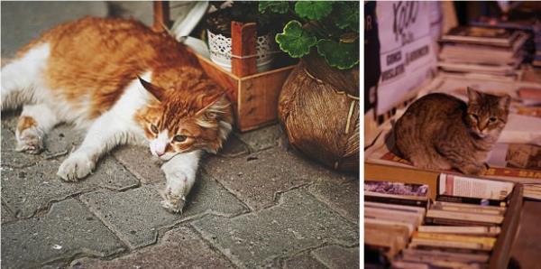 Kediler her yerdedir ve insanlarla da iyi geinirler; bazlar evlere girip kar ve yaamna devam eder.