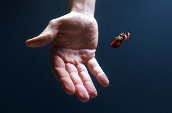 California'da Monterey Bay Akvaryumu'nda alan Bret Grasse 'flamboyant cuttlefish' tr bal tanka brakrken grlyor, 8 Nisan 2014. REUTERS/Michael Fiala