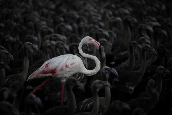 Bir flamingo ve flamingo yavrular spanya'nn gneyindeki Fuente de Piedra doay koruma parknda toplu halde grlyor, 19 Temmuz 2014. REUTERS/Jon Nazca
