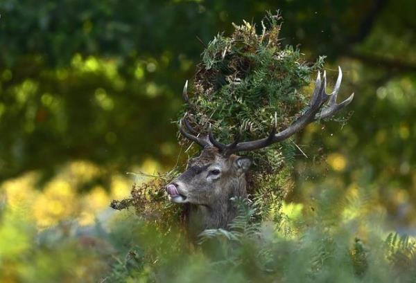 Erkek alageyik boynuzuna taklm yapraklarla Londra'da Richmond Park'da dolarken grlyor, 3 Ekim 2014. REUTERS/Toby Melville