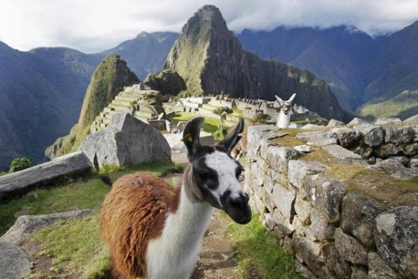 Lamalar Cusco'da Machu Picchu'nun nka kalesinin ierisinde grlyor, 2 Aralk 2014. REUTERS/Enrique Castro-Mendivil