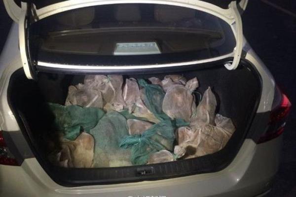 in'in Guangxi Zhuang zerk Blgesi'nde bir otomobilin bagajnda tam 46 tane canl maymun ele geirildi.