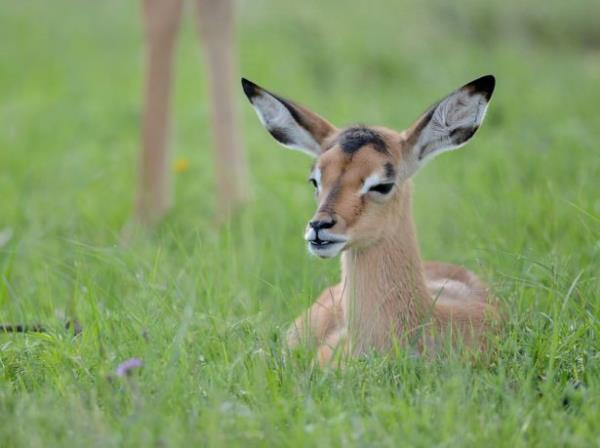 Hayvan tabiat bakmndan dnyann nemli topraklar arasnda yer alan Gney Afrika'da, safari parklarn dnda zel iletmeler de turistler tarafndan youn ilgi gryor.