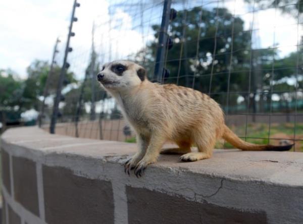 Safari parklardaki vahi yaamdan ziyade tel rgler ierisinde doal bir yaam sren hayvanlar fotoraf tutkunlarna ev sahiplii yapyor.