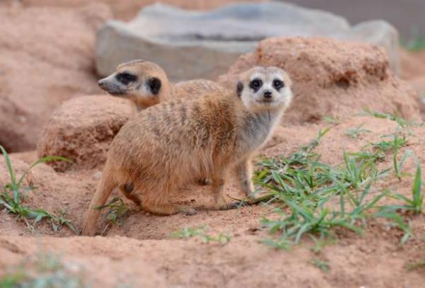 Johannesbur'a 35 km uzaklktaki Aslan Park da en popler zel iletmeler arasnda yer alyor.