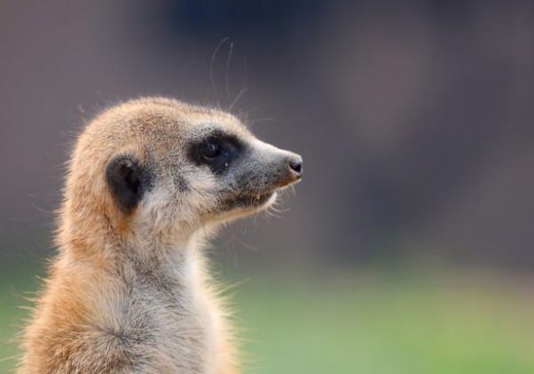 Bnyesinde nadir grlen beyaz aslanlar da barndran aslan parknda ziyaretiler dilerlerse kendi arabalar ile mini bir safari yapyor.