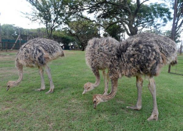 Aslan Park'nda otul hayvanlar iin ayrlan blmde zebralar da yayor.