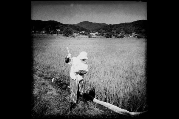 65 yandaki Yumiko Aoki, nfusu giderek azalan ve neredeyse i gc tkenen nkleer santral blgesi Oku-Izumo'da pirin tarlasnda alyor.   <br>Photo: @QSAKAMAKI</br>