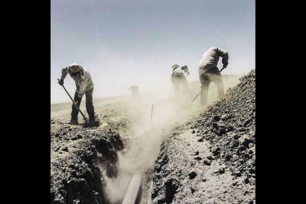 ABD'ye gelen gmen iiler California'nn Alpaugh blgesinde oluturulan fstk aac tarlasnda alyor   <br>Photo: @BALAZSGARDI</br>