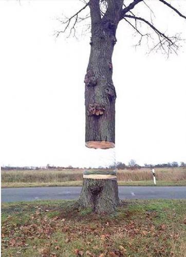 Grafik tasarmcs Daniel Siering ve sanat direktr Mario Schuster, Almanya'nn Potsdam ehrinde bulunan normal bir aac yukarda grdnz hale getirdiler. kili bu grnty elde etmek iin yalnzca folyo ve boya kullanm. Bu illzyonu yaratmak iin nce aacn gvdesi folyo ile sarlm ve folyonun zeri evre grnts ile rtecek ekilde boyanm.