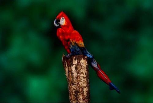 Dier fotoraflara bakmadan nce unu cevaplayn: Kadn grebiliyor musunuz? Bu fotoraf size yalnzca bir papaann basit bir resmi gibi grnebilir fakat gerekte baktnz yerde bir kadn bulunuyor. nanmyorsanz dier fotoraflara bakn!