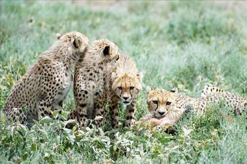 Fakat doum yapt blge onlar drt gzle bekleyen italarn blgesiydi.
