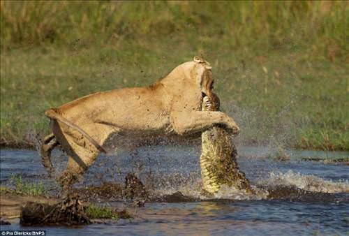 Anne aslan timsah ldrdkten sonra adeta "kimse benim yavrularma saldramaz" der gibi etrafa bakt