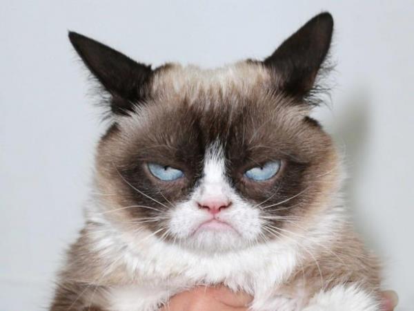Sosyal medyada onbinlerce takipisi bulunan "Grumpy Cat" yani huysuz kedi, sahibini zengin etti. ki kitaba konu olan ve sosyal medyada binlerce takipisi bulunan kedi, sahibine iki ylda 100 milyon dolar kazandrd.