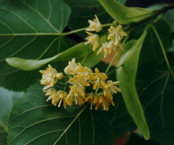 <b>Ihlamur:</b> Ihlamur ieklerinin iltihap giderici ve ar giderici zellii bulunmaktadr.