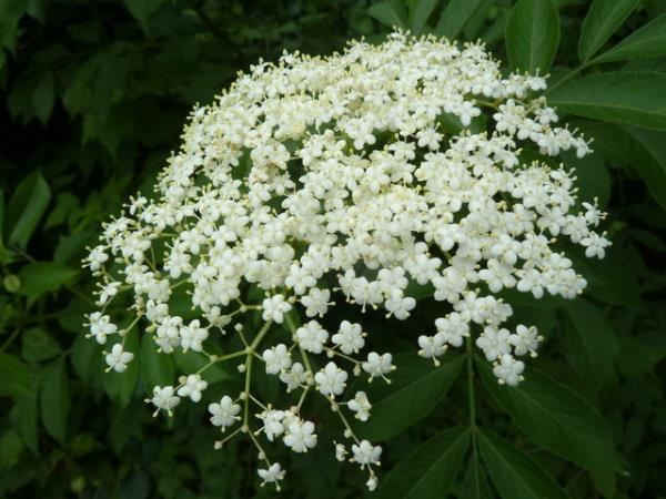 Nane ile birlikte demlenerek tketilmesi nerilir.