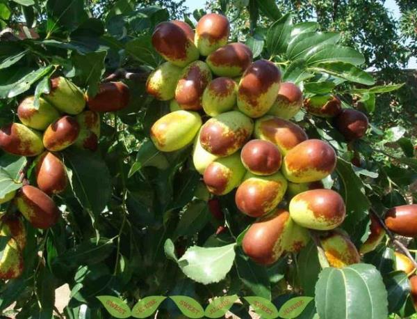 Astm ve solunum sistemi hastalarna, pektin ve msilaj etkisi nedeniyle ok faydaldr.