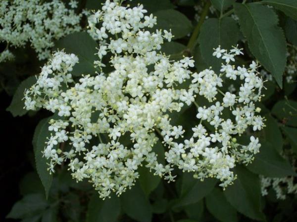 <b>Mrver bitkisinin gizemi</b> Baklk sistemini glendir.