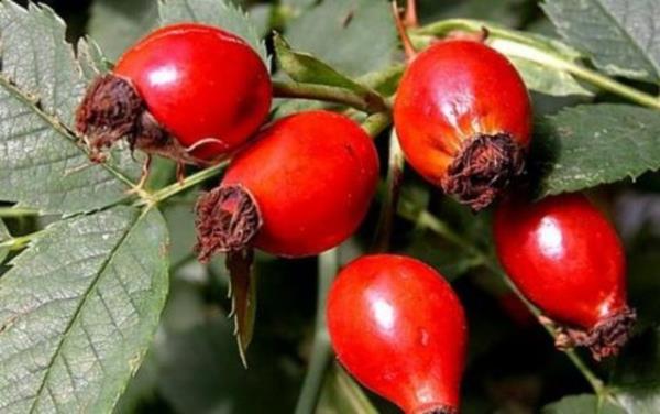 <b>C vitamini deposu kuburnu:</b> Kuburnu meyvesi C vitamini bakmndan en zengin kaynaklardan biri olarak kabul edilmektedir.