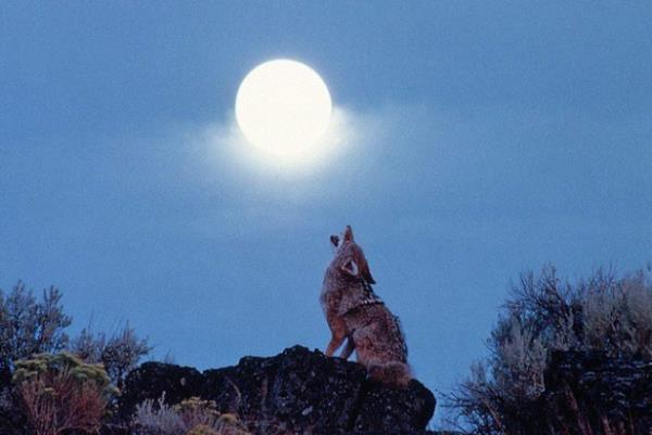Kurt uluyunca ya ayaz olur ya kar yaar.    <p>akal uluyunca yere tkrmek gerekir, yoksa insann bana bir ykm gelir.</p>    akal ulumaya balaynca hava aacak, gnlk gnelik olacak demektir.
