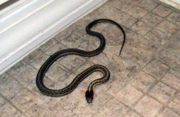 Ylan ldrlp, suya atlrsa ve ylan suda kaybolursa yamur yaar ve durmaz, seller olur.