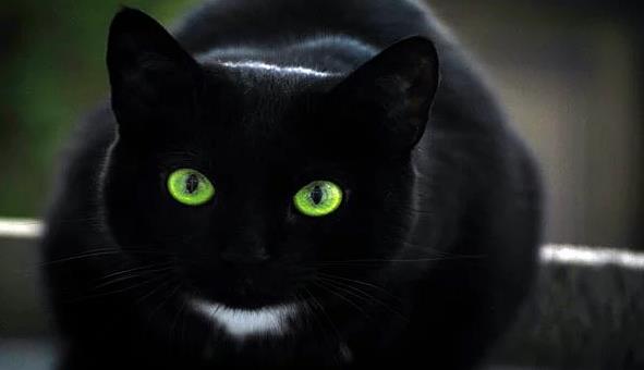 <p>Evinizin nnden kara kedi gemesi</p>  Milattan nce 3000'li yllarda, eski Msrllar zamannda kediler kutsal bir canl olarak grlyordu. Hatta siyah dii kediler tanra olarak kabul ediliyordu. Kedileri hastalk ve lmden korumak iin kanunlar bile yaplmlard.    <p>Bamsz, bildiini yapan, "inat" ve "sinsi" karakteri, ve Avrupa'da saylarnn da ar artmas ile birleince, kediler gzden dt. O yllarda evinde kedi besleyenler yalnz yaayan fakir ve yal kadnlard. Yine o yllar byc ve cad inancnn tm Avrupa'da histeriye dnt yllard. Siyah kedi besleyen bu kadnlarn kara by yaptklarna ve siyah kedilerin geceleri eytana dntklerine dair korku dolu halk hikyeleri retildi. Cad konusu bir paranoyaya dnnce birok zavall kadn kedisi ile birlikte yakld. Fransa'da kral 13. Louis bu uygulamay yasaklayana kadar her ay binlerce kedi yakld.</p>