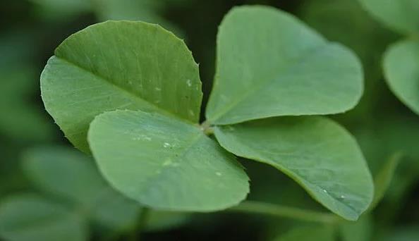 <p><b>Drt yaprakl yoncann ans getirmesi</b></p>    Keltler, drt yaprakl yoncalarn gl nesneler olduuna inanyordu ve onlarn ktlkleri kovuturabileceini dnyorlard.