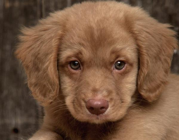 Bir hayvana lanet okumak haramdr.